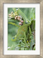 Close-up of a Dwarf chameleon (Brookesia minima), Ngorongoro Crater, Ngorongoro, Tanzania Fine Art Print
