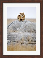 Lioness on a Rock, Serengeti, Tanzania Fine Art Print