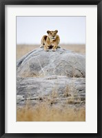 Lioness on a Rock, Serengeti, Tanzania Fine Art Print