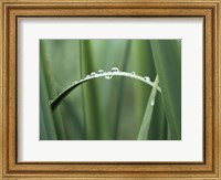 Close up of Dew drops on a Blade of Grass Fine Art Print