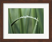 Close up of Dew drops on a Blade of Grass Fine Art Print