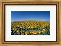 Sunflowers (Helianthus annuus) in a field Fine Art Print