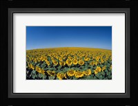 Sunflowers (Helianthus annuus) in a field Fine Art Print