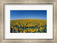 Sunflowers (Helianthus annuus) in a field Fine Art Print