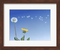 Dandelion (Taraxacum officinale) seeds blowing in the air Fine Art Print