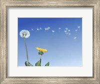 Dandelion (Taraxacum officinale) seeds blowing in the air Fine Art Print