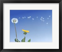 Dandelion (Taraxacum officinale) seeds blowing in the air Fine Art Print
