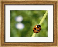 Ladybug on a stem Fine Art Print