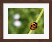 Ladybug on a stem Fine Art Print