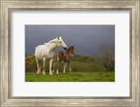 Mare and Foal, Co Derry, Ireland Fine Art Print