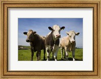 Cattle, County Waterford, Ireland Fine Art Print