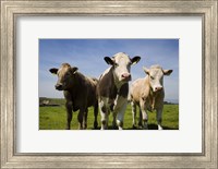 Cattle, County Waterford, Ireland Fine Art Print