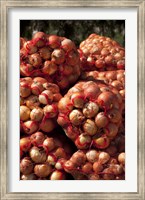 Close-up of sack of onions, Seclantas, Calchaqui Valleys, Salta Province, Argentina Fine Art Print