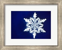 Snowflake 1 Fine Art Print