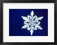 Snowflake 1 Fine Art Print