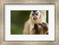 Close-up of a Brown capuchin (Cebus apella), Three Brothers River, Meeting of the Waters State Park, Pantanal Wetlands, Brazil Fine Art Print