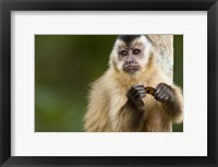 Close-up of a Brown capuchin (Cebus apella), Three Brothers River, Meeting of the Waters State Park, Pantanal Wetlands, Brazil Fine Art Print