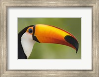 Close-up of a Toco toucan (Ramphastos toco), Three Brothers River, Meeting of the Waters State Park, Pantanal Wetlands, Brazil Fine Art Print