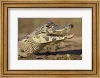 Yacare caiman (Caiman crocodilus yacare), Three Brothers River, Meeting of the Waters State Park, Pantanal Wetlands, Brazil Fine Art Print
