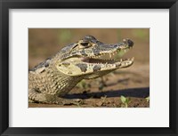 Yacare caiman (Caiman crocodilus yacare), Three Brothers River, Meeting of the Waters State Park, Pantanal Wetlands, Brazil Fine Art Print