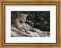 Jaguar (Panthera onca) snarling, Three Brothers River, Meeting of the Waters State Park, Pantanal Wetlands, Brazil Fine Art Print