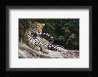 Jaguar (Panthera onca) snarling, Three Brothers River, Meeting of the Waters State Park, Pantanal Wetlands, Brazil Fine Art Print