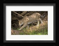 Jaguar (Panthera onca) foraging in a forest, Three Brothers River, Meeting of the Waters State Park, Pantanal Wetlands, Brazil Fine Art Print