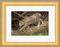 Jaguar (Panthera onca) foraging in a forest, Three Brothers River, Meeting of the Waters State Park, Pantanal Wetlands, Brazil Fine Art Print