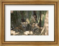 Jaguars (Panthera onca) resting in a forest, Three Brothers River, Meeting of the Waters State Park, Pantanal Wetlands, Brazil Fine Art Print