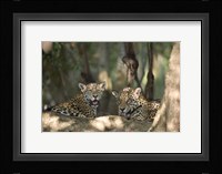 Jaguars (Panthera onca) resting in a forest, Three Brothers River, Meeting of the Waters State Park, Pantanal Wetlands, Brazil Fine Art Print