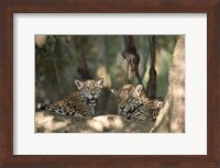 Jaguars (Panthera onca) resting in a forest, Three Brothers River, Meeting of the Waters State Park, Pantanal Wetlands, Brazil Fine Art Print