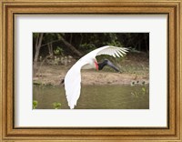Jabiru Stork (Jabiru mycteria) over Water, Three Brothers River, Meeting of the Waters State Park, Pantanal Wetlands, Brazil Fine Art Print
