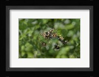Jaguar (Panthera onca) behind leaves, Three Brothers River, Meeting of the Waters State Park, Pantanal Wetlands, Brazil Fine Art Print