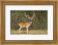 Spotted deer (Axis axis) in a forest, Keoladeo National Park, Rajasthan, India Fine Art Print