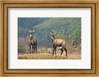 Two Nilgai (Boselaphus tragocamelus) standing in a forest, Keoladeo National Park, Rajasthan, India Fine Art Print