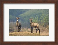 Two Nilgai (Boselaphus tragocamelus) standing in a forest, Keoladeo National Park, Rajasthan, India Fine Art Print