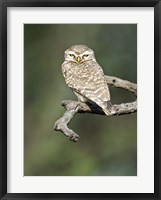Close-up of a Spotted owlet (Strix occidentalis) perching on a tree, Keoladeo National Park, Rajasthan, India Fine Art Print