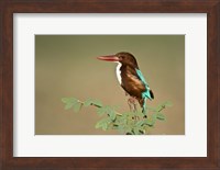White-Throated kingfisher (Halcyon smyrnensis) perching on a tree, Keoladeo National Park, Rajasthan, India Fine Art Print
