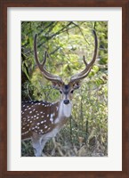 Spotted deer (Axis axis) in a forest, Kanha National Park, Madhya Pradesh, India Fine Art Print