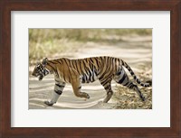 Bengal Tiger (Panthera tigris tigris) walking in a forest, Bandhavgarh National Park, Umaria District, Madhya Pradesh, India Fine Art Print