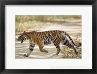 Bengal Tiger (Panthera tigris tigris) walking in a forest, Bandhavgarh National Park, Umaria District, Madhya Pradesh, India Fine Art Print