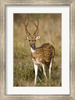 Spotted deer (Axis axis) in a forest, Bandhavgarh National Park, Umaria District, Madhya Pradesh, India Fine Art Print