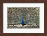 Peacock displaying its plumage, Bandhavgarh National Park, Umaria District, Madhya Pradesh, India Fine Art Print