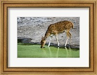 Spotted deer (Axis axis) drinking water from a lake, Bandhavgarh National Park, Umaria District, Madhya Pradesh, India Fine Art Print