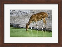 Spotted deer (Axis axis) drinking water from a lake, Bandhavgarh National Park, Umaria District, Madhya Pradesh, India Fine Art Print