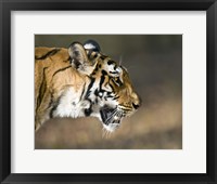 Close-up of a Bengal tiger (Panthera tigris tigris), Bandhavgarh National Park, Umaria District, Madhya Pradesh, India Fine Art Print