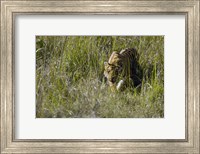 Bengal Tiger (Panthera tigris tigris) cub walking in a forest, Bandhavgarh National Park, Umaria District, Madhya Pradesh, India Fine Art Print