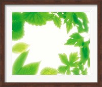 Frame of Fresh Green Leaves on Shiny Background Fine Art Print
