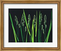 Green Grass Reeds on Black Background Fine Art Print