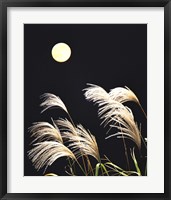 Close Up View of Foxtail Grass with Full Moon in Background Fine Art Print